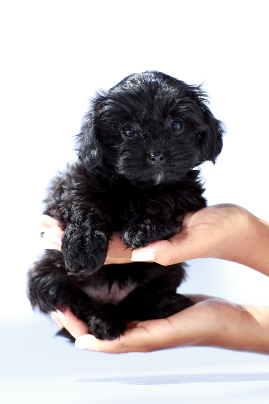 Shih shops tzu mix toy poodle