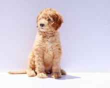 Load image into Gallery viewer, Medium GoldenDoodles &lt;br&gt; 🐾Ready to Go Home 🐾
