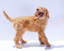 Load image into Gallery viewer, Medium GoldenDoodles &lt;br&gt; 🐾Ready to Go Home 🐾
